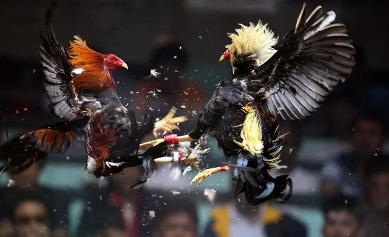 Hướng Dẫn Cách Chơi Đá Gà WS168 Tại JBO Kịch Tính Nhất 2025