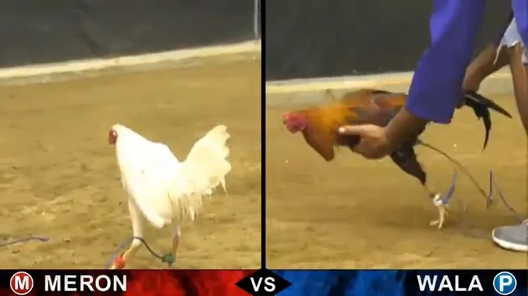 Bí Quyết Thắng Lớn Với Đá Gà JBO Hấp Dẫn Nhất 2025