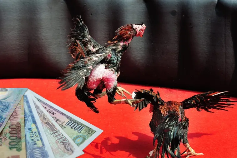 Bí Quyết Chơi Đá Gà Sabong Tại JBO Thắng Lớn Nhanh Chóng 2025